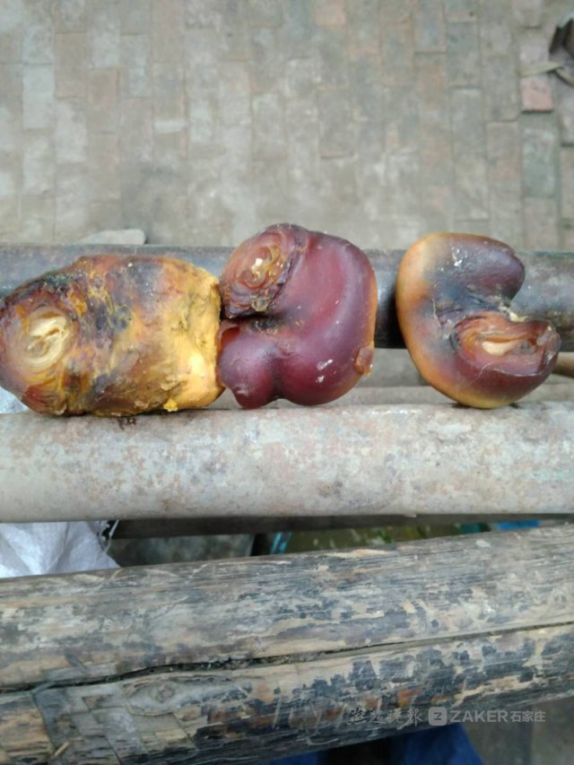 鸡宝真的价值不菲吗