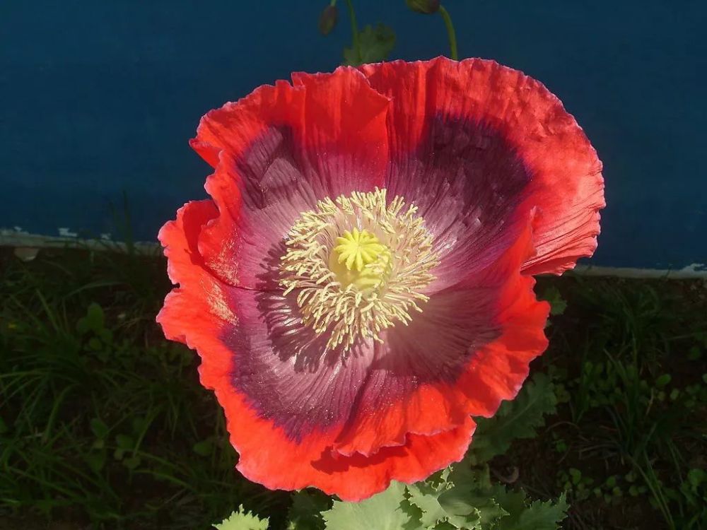 粉红色单瓣   罂粟的花