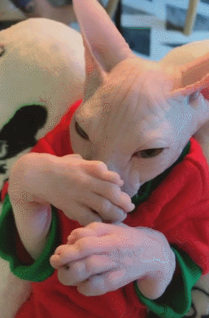 主人叫猫咪捂住眼睛喵咪举手挡住这姿势跟人一样