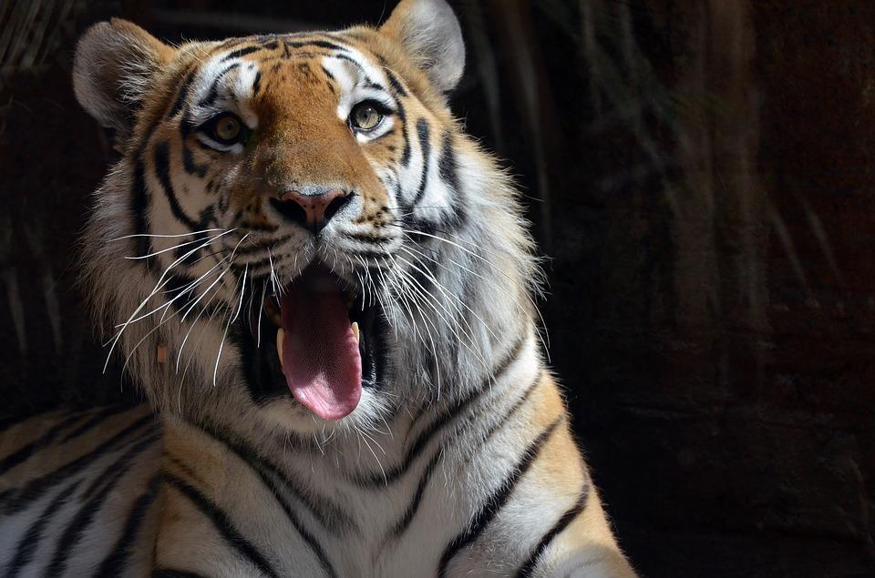 溫血動物和冷血動物的主要區別有哪些?