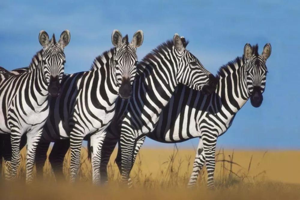 走进真实的动物世界让你永生难忘