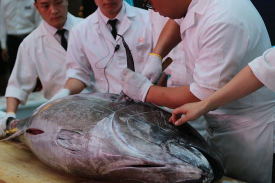 助力陝西公益日本大型藍鰭金槍魚空降西安