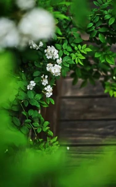 开到荼蘼花事了,落花时节又逢君