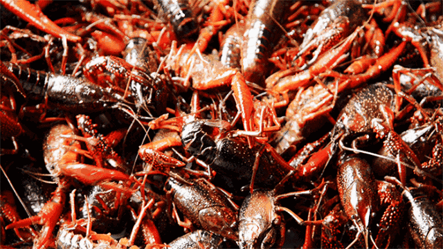来新津实现小龙虾自由