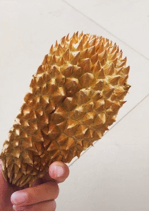 狗狗被主人忽悠闻榴莲皮,捂鼻子出奇的老练,戏精上身!