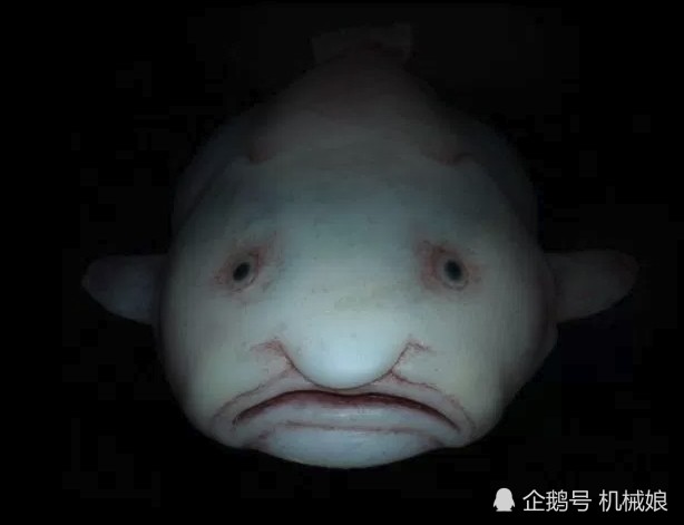 水滴鱼真实模样很可爱 世界上唯一一只养活的水滴鱼什么样子 热备资讯