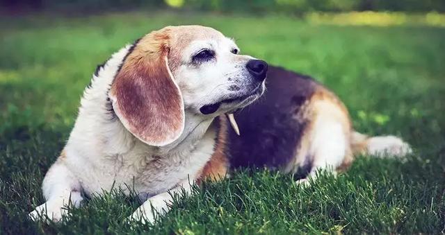 哈佛团队正在逆转狗的年龄,遗传学宗师有意成