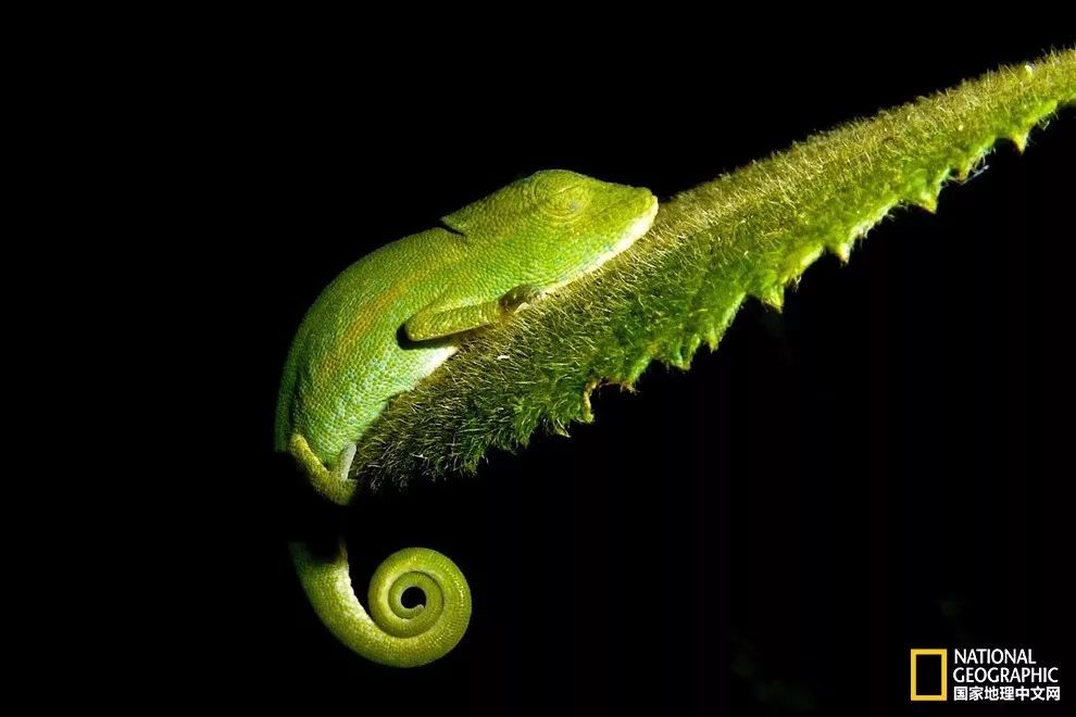 这些动物睡觉的样子萌化了我的心!