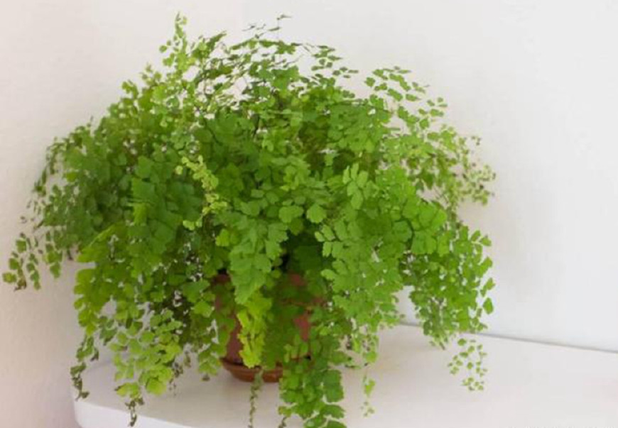 适合家养的植物,被誉为"少女的发丝",你家养了吗?