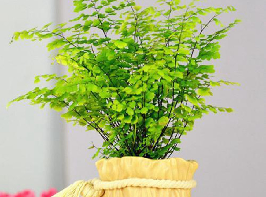 适合家养的植物,被誉为"少女的发丝",你家养了吗?