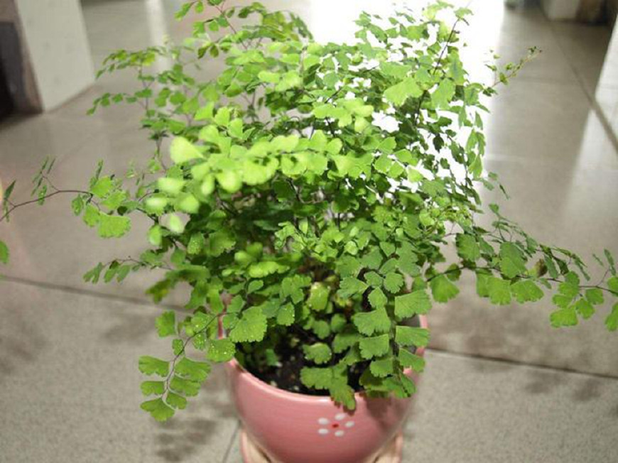 适合家养的植物,被誉为"少女的发丝",你家养了吗?