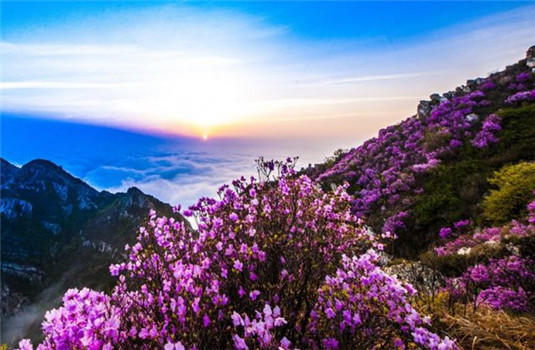 辽宁山花推荐五月的美景都在这里