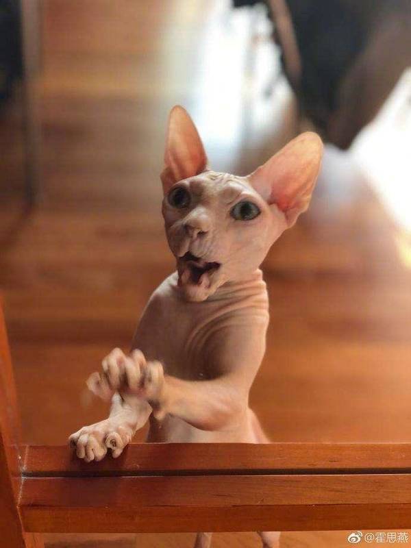 霍思燕家中宠物600万都不卖,原来它大有来头