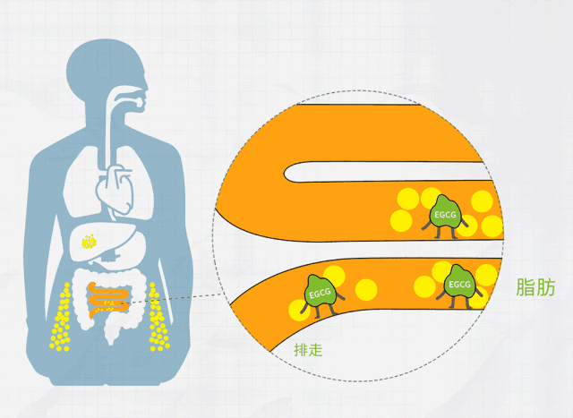 肠道里竟有13公斤垃圾?每天做好这件事,排肠毒,解便秘,跟小肚子说bye