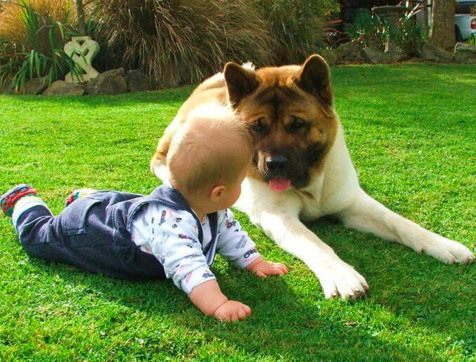 看到这些宝宝和狗狗在一起的照片 你的心有没有被暖化
