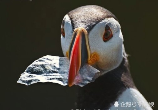 海洋塑料垃圾污染你参与了吗?人类每天都在吃