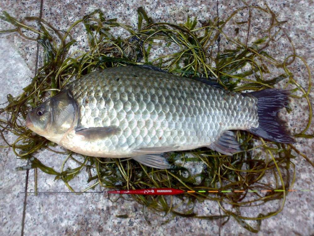 钓鱼也是需要动脑子的,灵活变化多一点,冬钓渔获也能多一些