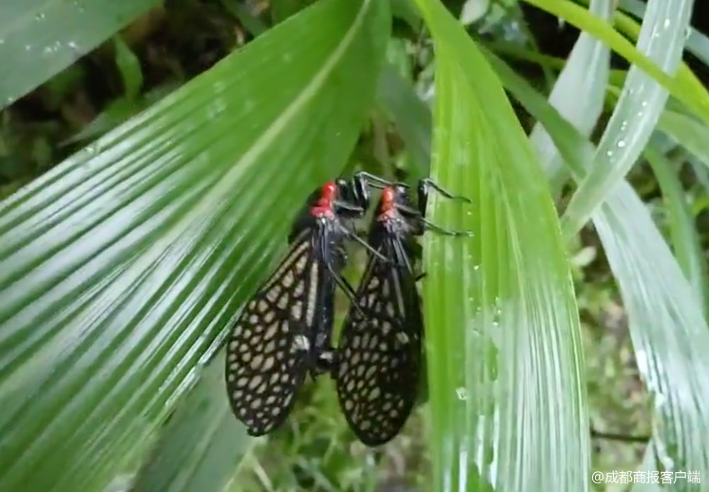稀有中华红眼蝉现身青城山求偶交配全程被人类