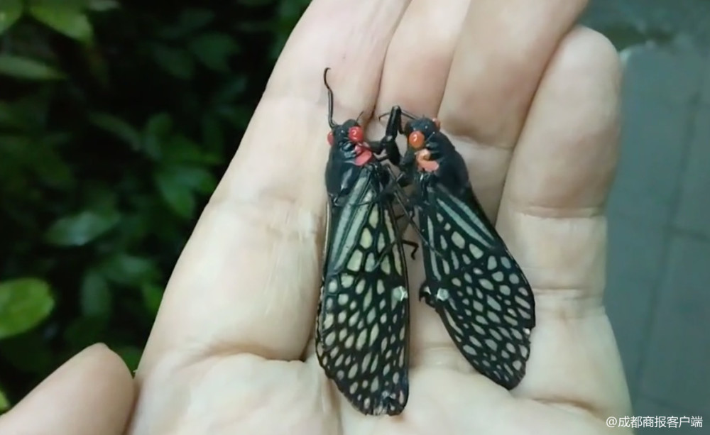 稀有中华红眼蝉现身青城山求偶交配全程被人类