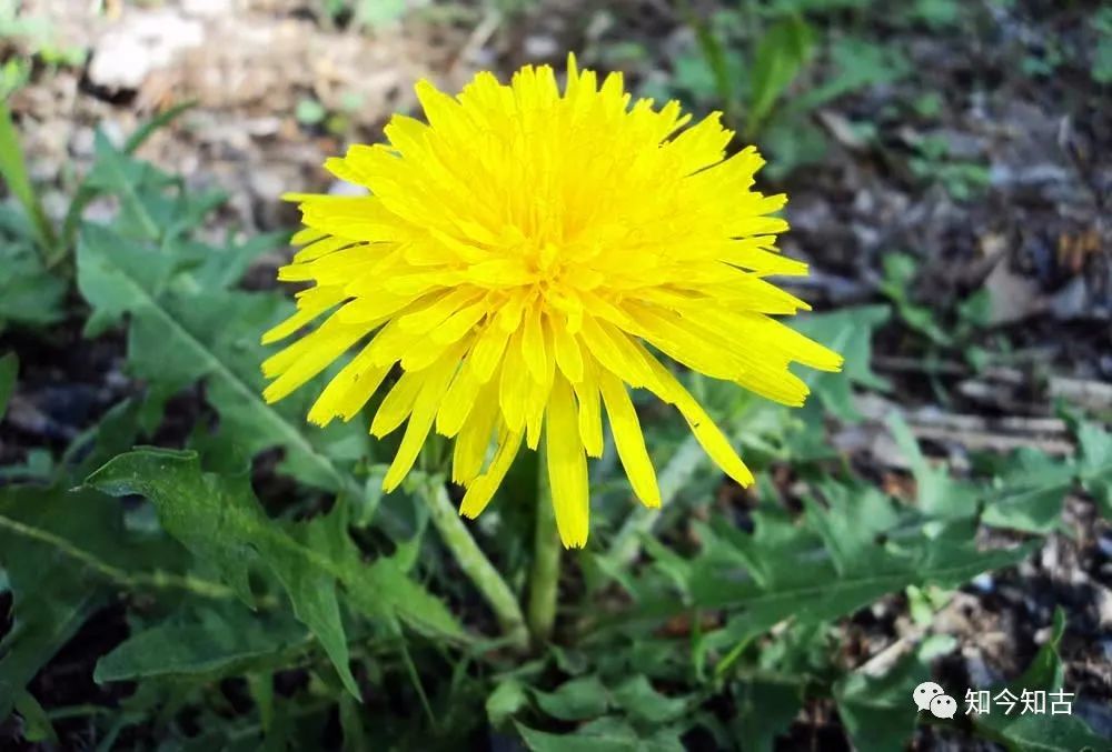 小满:最佳的季节,最富哲理的节气