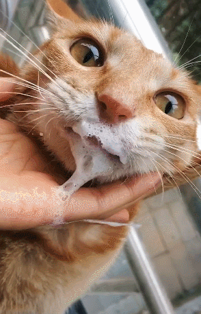 喵咪忍不住吐口水,主人用手接住,吃个药都扎心几次!