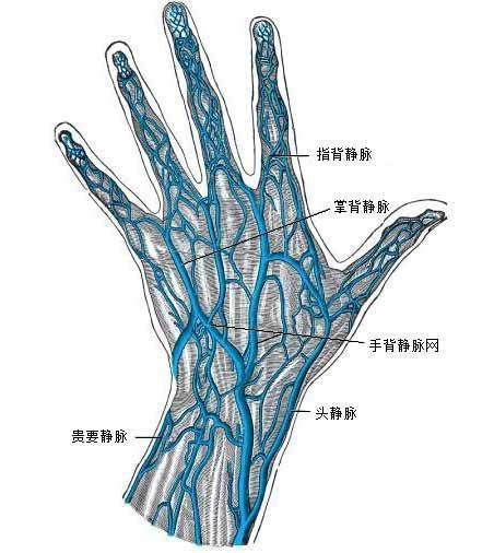 手上的青筋是什么 80 人不知道 手上青筋竟和这5个原因相关 腾讯网