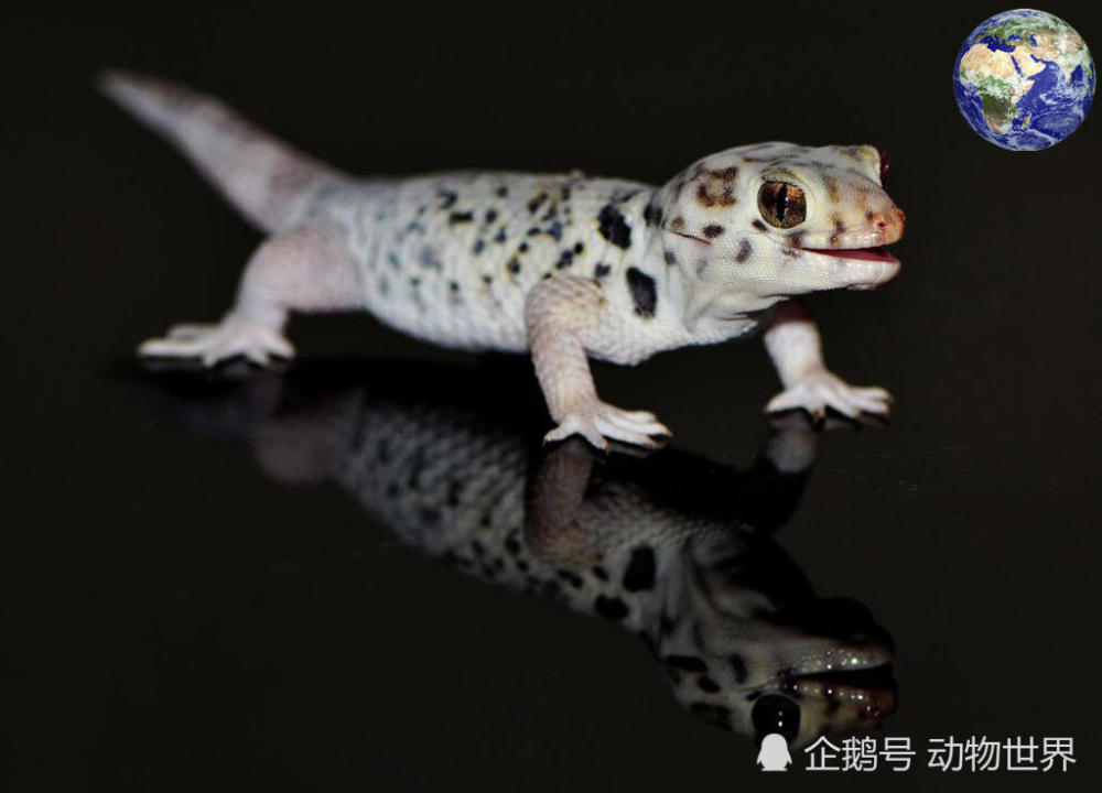奇异的吐鲁番沙虎 我很好奇壁虎和青蛙之间发生了什么 腾讯网