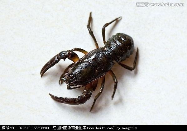 本溪之最,喇蛄豆腐