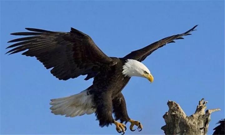 从你的出生时间,看看你代表了哪种动物?