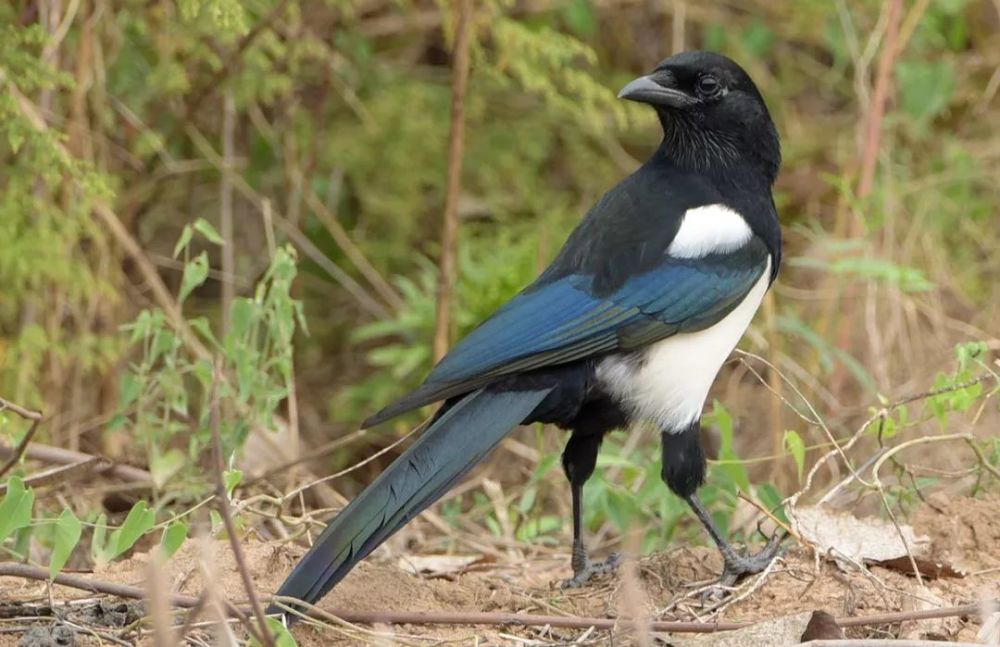 从你的出生时间,看看你代表了哪种动物?