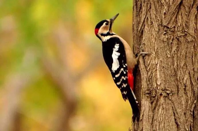 从你的出生时间,看看你代表了哪种动物?