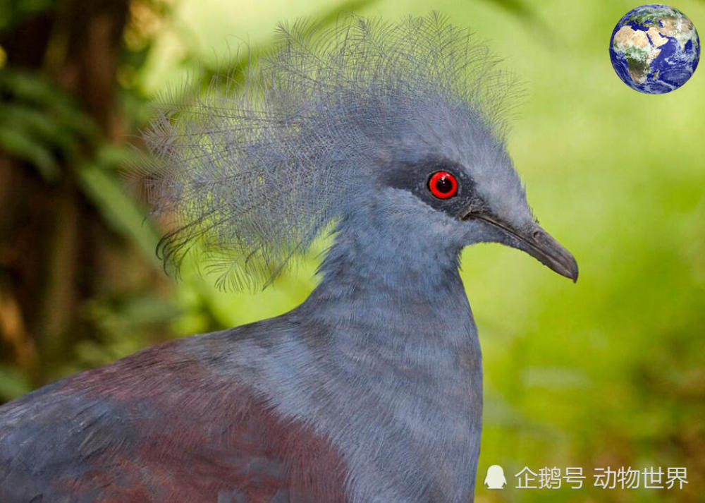 真正的鸟中杀马特,这爆炸头也是没谁了