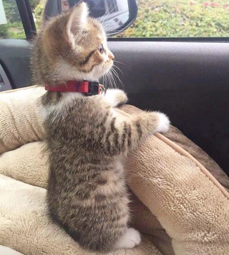 开车带猫出门 猫咪一直窝在铲屎官脖子后面 这样开车慢一点 腾讯网