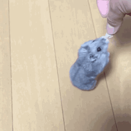 见过仓鼠嗑瓜子吗 那速度无敌了 腾讯新闻