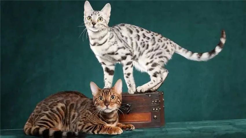 每日一宠 家猫的身材 却拥有大猫的花纹 非常适合大猫控 腾讯网