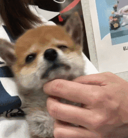 柴犬:别看我脸大可是心眼贼小!