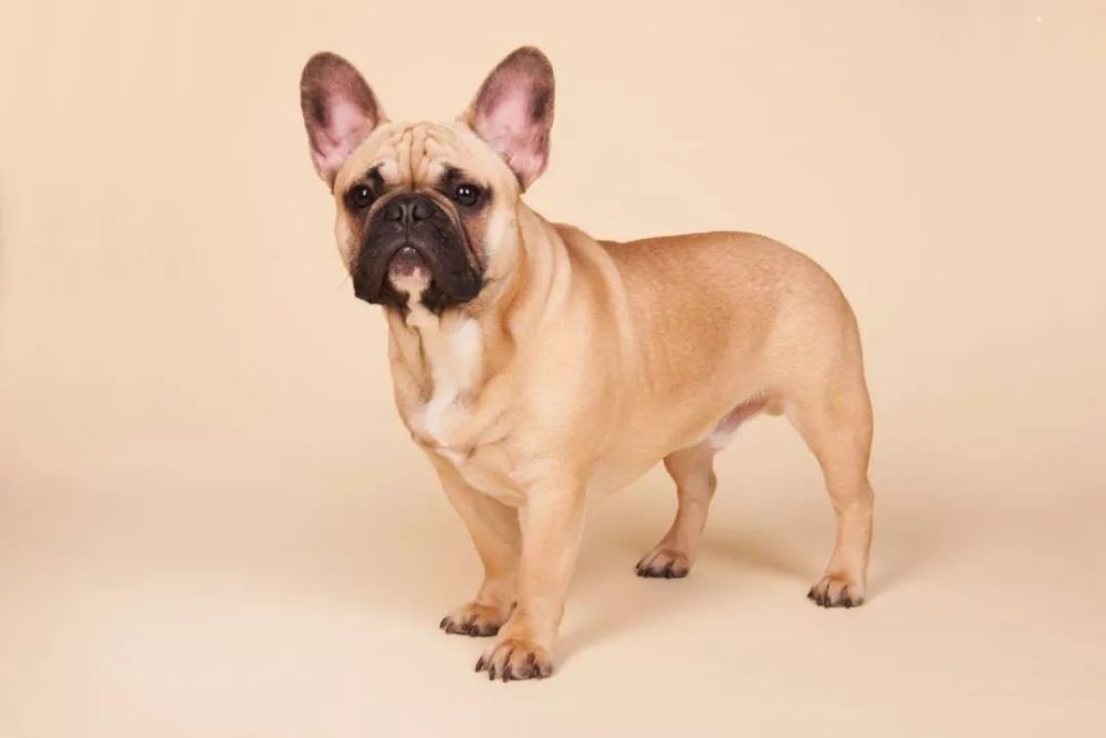 拥有蝙蝠耳的斗牛犬 曾被嘲笑丑 却征服众多铲屎官 腾讯网