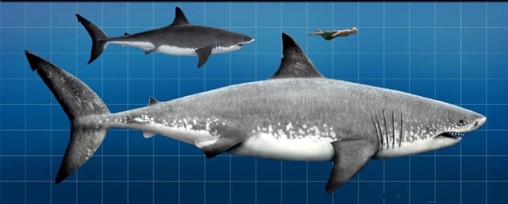 《巨齿鲨》曝新画面,巨鲨花样吃人,杰森斯坦森