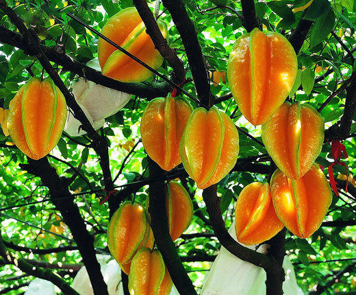 中药小课堂杨桃可以清热生津利水解毒