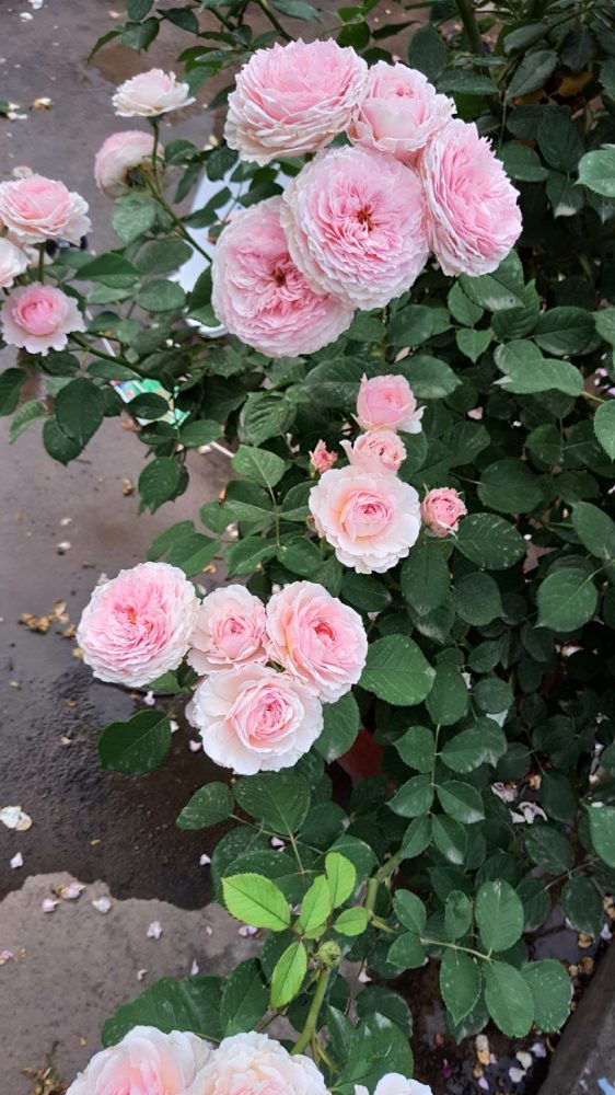这种盆栽植物 漂亮不输牡丹花 还有玫瑰花香味 四季开花不断 腾讯网