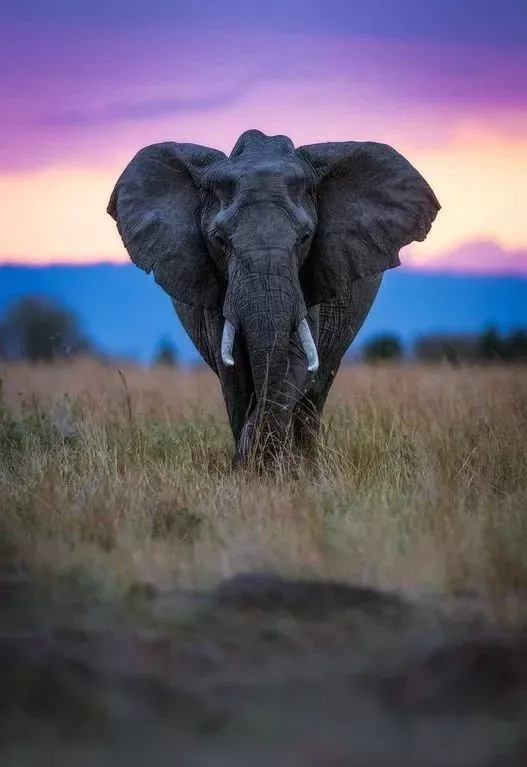 小学教材里的中国式虚假故事:华盛顿砍树,牛顿