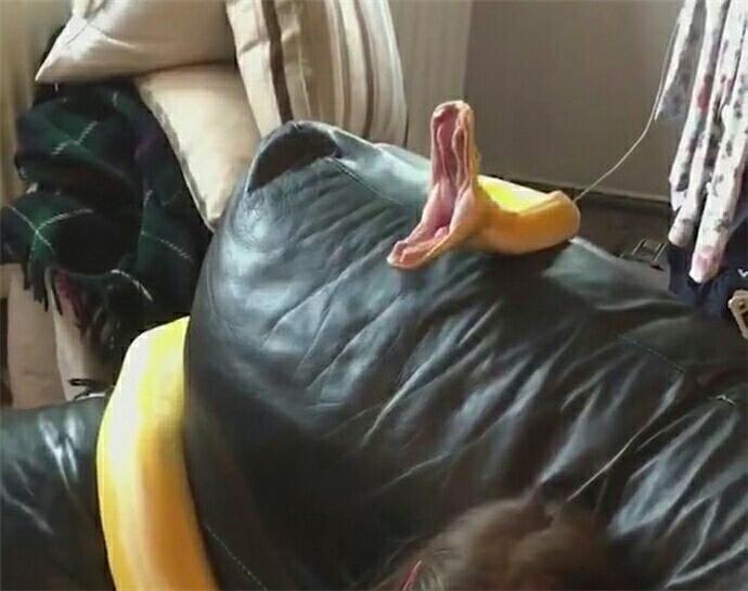 小女孩抱着黄金蟒看电视 蟒蛇一个动作让人担心