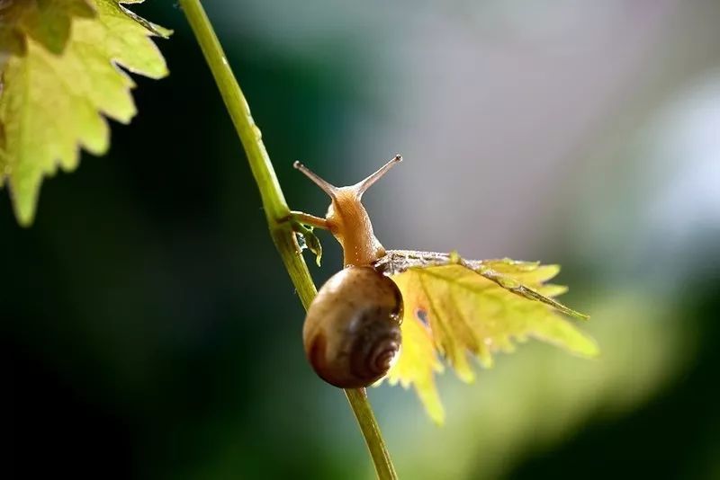 爬上葡萄树的蜗牛-看点快报