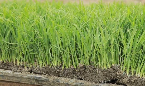 水稻无土有机秧盘育秧新技术真牛啊!