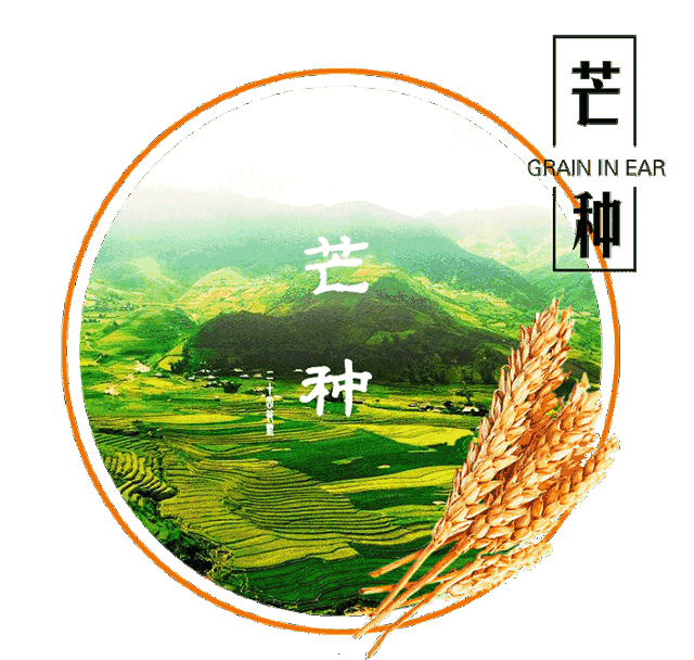 明日芒种丰收真的来了