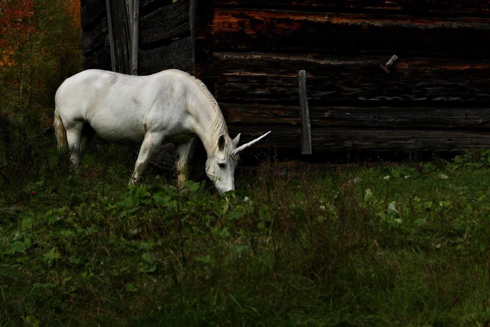 独角兽是西方神话传说中的一种十分神秘的生物,大多数西方的神话