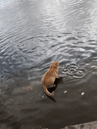 橘猫站在河边一动不动,接着发生的这幕,让网友直呼这猫成精了