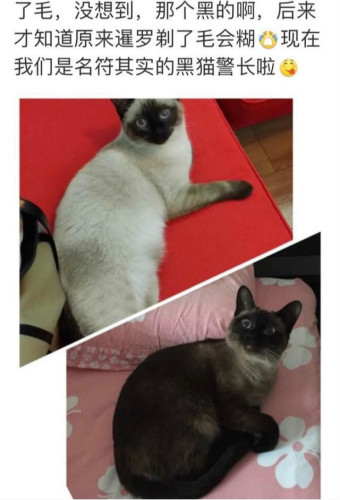真黑猫警长 暹罗猫剪毛后越来越黑 如今都成挖煤工了 腾讯网