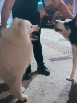 258_344竖版 竖屏gif 动态图 动图