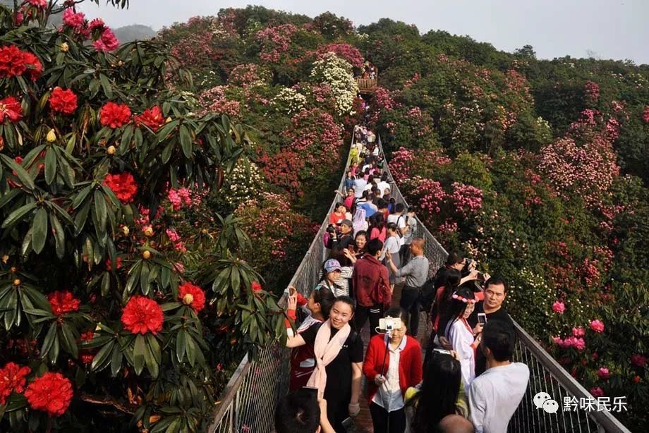 山歌配二胡,杜鵑花開香百里,鴿子花開在納雍